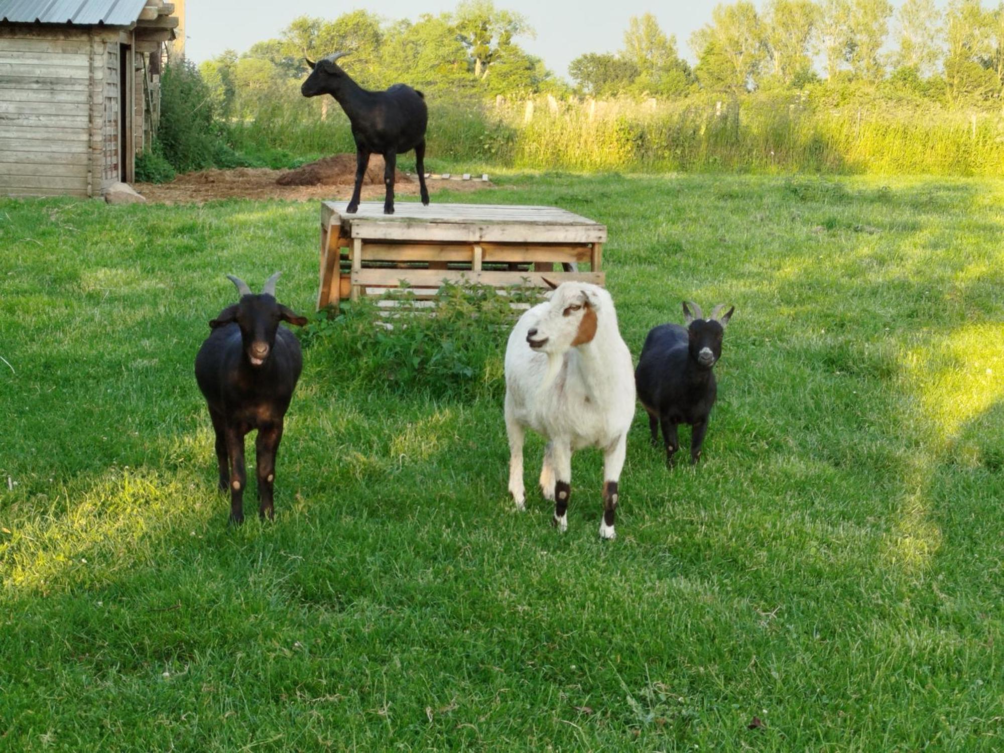 La Ferme D' Emerentine Bacilly 外观 照片